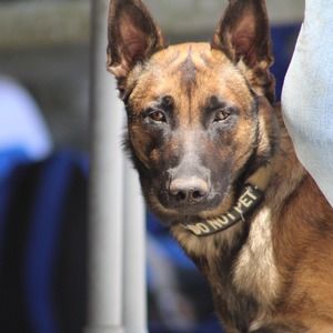 Meet your Posher, Carmen